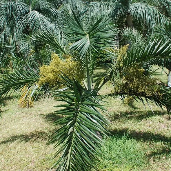 thumbnail for publication: Pseudophoenix sargentii: Buccaneer Palm